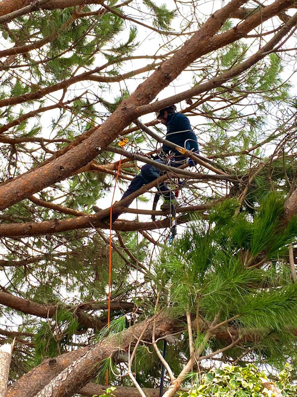 Intervento tree climbing
